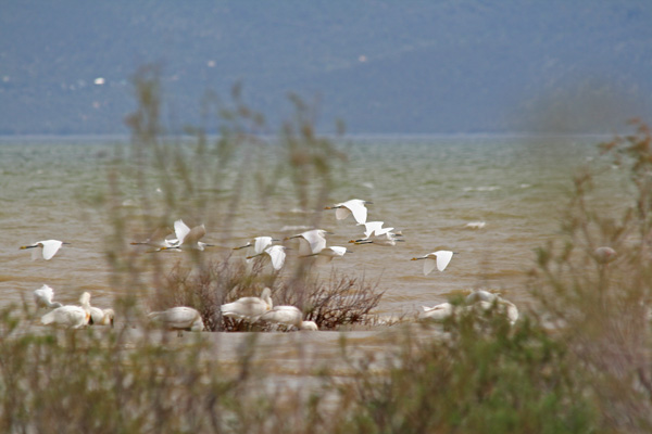 Little Egrets - (Egretta garzetta)